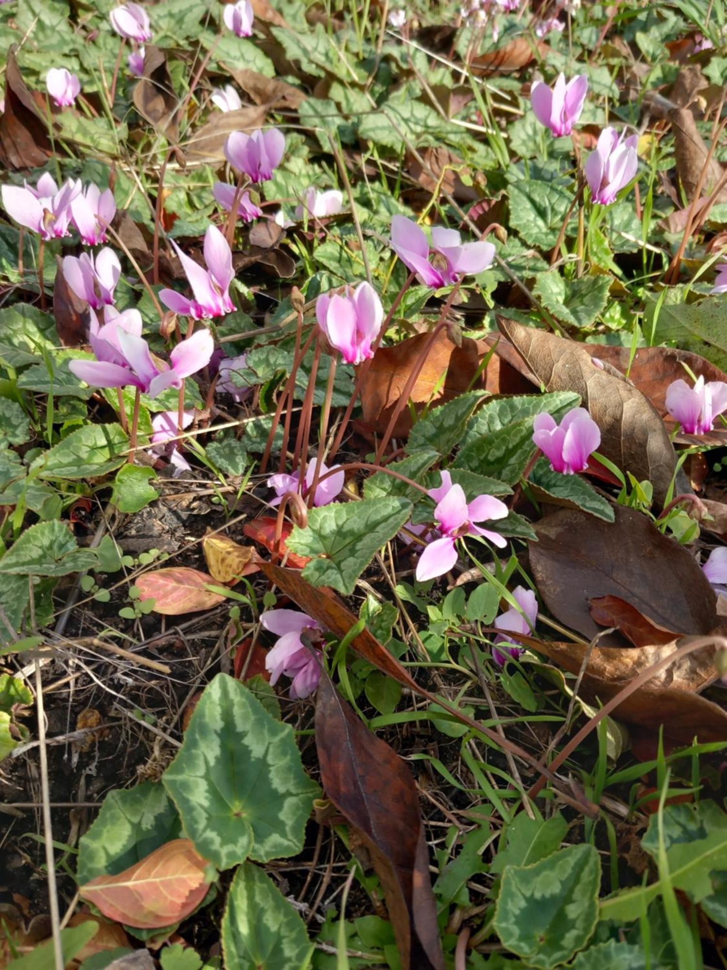 Les Cyclamens 1 Séjour chez l'habitant *